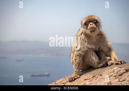 Barbary macaque se trouve sur le mur avec fond de mer. Singe sauvage furry à Gibraltar. Animal menacé Macaca Sylvanus dans la péninsule ibérique. Banque D'Images