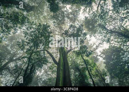Admirez les arbres imposants de la forêt tropicale dans le parc national de Dorrigo. Le feuillage vert luxuriant et la lumière brumeuse évoquent la sérénité, la connexion à la nature, et un Banque D'Images