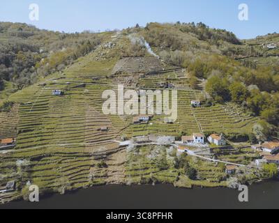 Vue aérienne des vignobles en terrasses descendant en cascade jusqu'à la berge sereine, où se nichent des bâtiments ensoleillés, créant un contraste vibrant avec la végétation luxuriante, Bexán, Lugo, Espagne. Banque D'Images