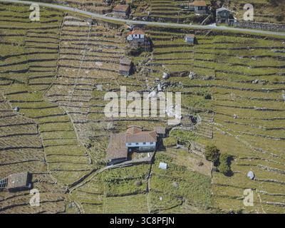 Vue aérienne des vignobles en terrasses descendant les pentes, entrecoupées de maisons rustiques en pierre, créant une mosaïque de textures et de tons, Bexán, Lugo, Espagne. Banque D'Images