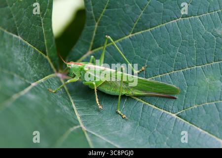 Une sauterelle verte repose sur une grande feuille verte. L'insecte présente de longues antennes et des pattes minces, se mélangeant parfaitement avec son environnement naturel Banque D'Images