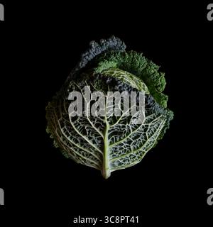 Chou de Savoie (Brassica oleracea var. sabauda), isolé. Un grand chou de Savoie enveloppé dans des feuilles. Fond noir Banque D'Images