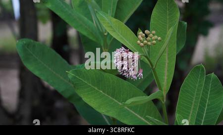 Un gros plan de la plante d'asclésiastique commune en fleurs. Cette vue d'Asclepias syriaca montre un amas sphérique de fleurs roses complexes et un grand l vert Banque D'Images
