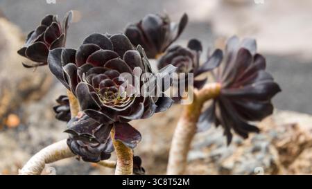 Gros plan de plantes succulentes noires d'Aeonium arboreum 'Zwartkop' aux tiges épaisses et aux feuilles sombres en forme de rosette, poussant dans un sol volcanique. Banque D'Images