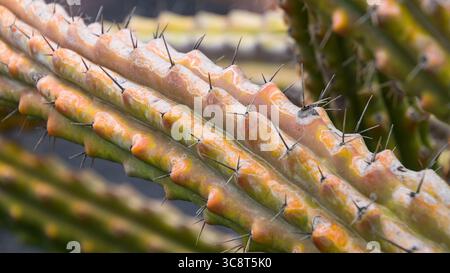 Gros plan d'une tige de cactus torsadée aux couleurs vives jaune et vert et aux épines pointues proéminentes, montrant une texture et un motif de croissance uniques Banque D'Images