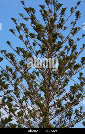 Vue portrait d’un pin de l’île Norfolk avec des branches vertes vives et un ciel bleu vif, soulignant la symétrie géométrique et naturelle de l’arbre. Banque D'Images