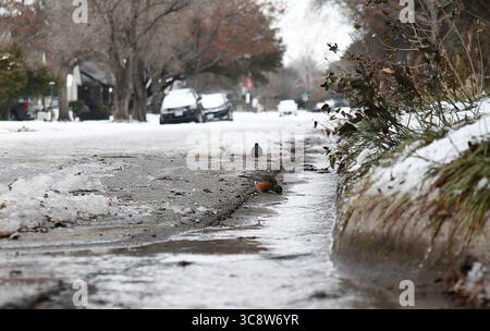 18 février 2021, FORT WORTH, TEXAS, ÉTATS-UNIS : jeudi, 18 février 2021. Les Robins boivent dans un jet d'eau alors qu'il se précipite sur un trottoir après une rupture de conduite d'eau principale de tuyaux gelés. Couverture de glace, neige et temps froid North Texas à nouveau avec un temps anormalement froid et des températures ne dépassant pas le point de congélation pour la cinquième journée consécutive à Fort Worth, Texas, États-Unis. (Crédit image : © Ralph LauerZUMA Wire) Banque D'Images
