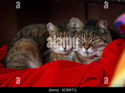 18 février 2021, FORT WORTH, TEXAS, ÉTATS-UNIS : jeudi, 18 février 2021. Une paire de chats se blottit dans des couvertures sur un porche pour échapper au froid. Couverture de glace, neige et temps froid North Texas à nouveau par temps anormalement froid avec des températures ne dépassant pas zéro pour la cinquième journée consécutive à Fort Worth, Texas, États-Unis. (Crédit image : © Ralph LauerZUMA Wire) Banque D'Images