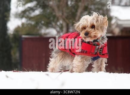 18 février 2021, Fort Worth, Texas, États-Unis : un Yorkshire Terrier porte un manteau épais pour se protéger du froid alors qu'il joue dehors dans la neige. Couverture de glace, neige et temps froid North Texas à nouveau avec un temps anormalement glacial et des températures ne dépassant pas le point de congélation pour la cinquième journée consécutive à Fort Worth, Texas, États-Unis. (Crédit image : © Ralph LauerZUMA Wire) Banque D'Images