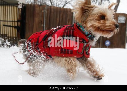 18 février 2021, FORT WORTH, TEXAS, ÉTATS-UNIS : jeudi, 18 février 2021. Un Yorkshire Terrier porte un manteau épais pour jouer dans la neige. Couverture de glace, neige et temps froid North Texas à nouveau par temps anormalement glacial avec des températures ne dépassant pas zéro pour la cinquième journée consécutive à Fort Worth, Texas, États-Unis. (Crédit image : © Ralph LauerZUMA Wire) Banque D'Images