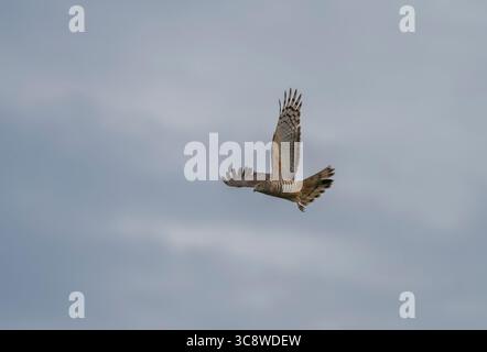 Pacific Baza (Aviceda subcristata) faucon de taille moyenne et à longue queue en vol un jour couvert dans le Queensland, en Australie. Banque D'Images