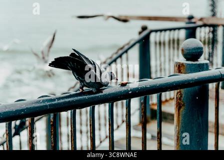 Pigeon gris sauvage se trouve sur la clôture du remblai de la ville à côté de la rivière de l'étang, la faune d'observation des oiseaux Banque D'Images