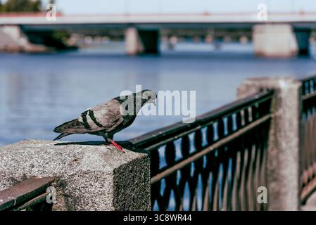Pigeon gris sauvage se trouve sur la clôture du remblai de la ville à côté de la rivière de l'étang, la faune d'observation des oiseaux Banque D'Images