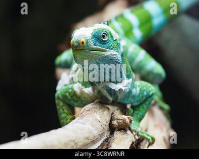 Enchanteur merveilleux mâle Fijian Crested Iguana dans une beauté exceptionnelle. Banque D'Images