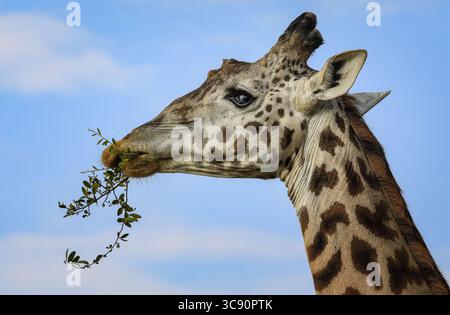 Pékin, Chine. 30 juillet 2025. Une girafe se nourrit de feuilles dans la réserve nationale du Masai Mara au Kenya, le 30 juillet 2025. Crédit : Han Xu/Xinhua/Alamy Live News Banque D'Images