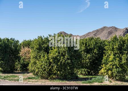 27 janvier 2021, Yuma, Arizona, États-Unis : agrumes poussant dans le désert près de Yuma, Arizona. (Crédit image : © Jon G. Fuller/VW pics via ZUMA Wire) Banque D'Images