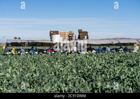 27 janvier 2021, Yuma, Arizona, États-Unis : les ouvriers agricoles récoltent et emballent le chou-fleur dans une ferme près de Yuma, Arizona. (Crédit image : © Jon G. Fuller/VW pics via ZUMA Wire) Banque D'Images