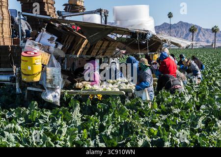 27 janvier 2021, Yuma, Arizona, États-Unis : les ouvriers agricoles récoltent et emballent le chou-fleur dans une ferme près de Yuma, Arizona. (Crédit image : © Jon G. Fuller/VW pics via ZUMA Wire) Banque D'Images