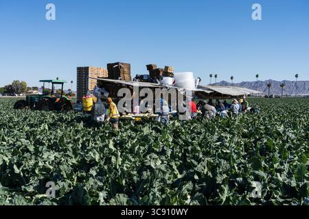 27 janvier 2021, Yuma, Arizona, États-Unis : les ouvriers agricoles récoltent et emballent le chou-fleur dans une ferme près de Yuma, Arizona. (Crédit image : © Jon G. Fuller/VW pics via ZUMA Wire) Banque D'Images