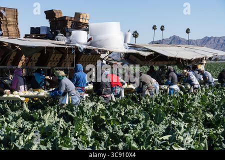 27 janvier 2021, Yuma, Arizona, États-Unis : les ouvriers agricoles récoltent et emballent le chou-fleur dans une ferme près de Yuma, Arizona. (Crédit image : © Jon G. Fuller/VW pics via ZUMA Wire) Banque D'Images