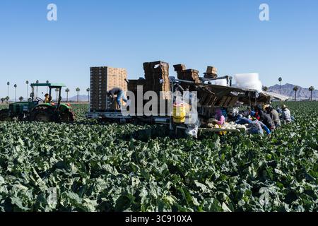27 janvier 2021, Yuma, Arizona, États-Unis : les ouvriers agricoles récoltent et emballent le chou-fleur dans une ferme près de Yuma, Arizona. (Crédit image : © Jon G. Fuller/VW pics via ZUMA Wire) Banque D'Images
