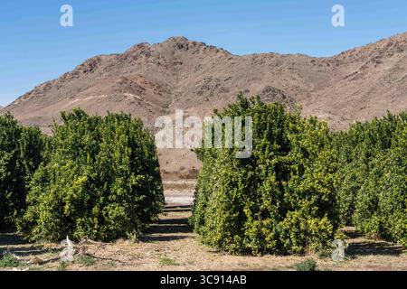 27 janvier 2021, Yuma, Arizona, États-Unis : agrumes poussant dans le désert près de Yuma, Arizona. (Crédit image : © Jon G. Fuller/VW pics via ZUMA Wire) Banque D'Images