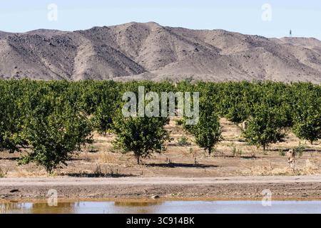 27 janvier 2021, Yuma, Arizona, États-Unis : orangers poussant dans une ferme dans le désert près de Yuma, Arizona. (Crédit image : © Jon G. Fuller/VW pics via ZUMA Wire) Banque D'Images