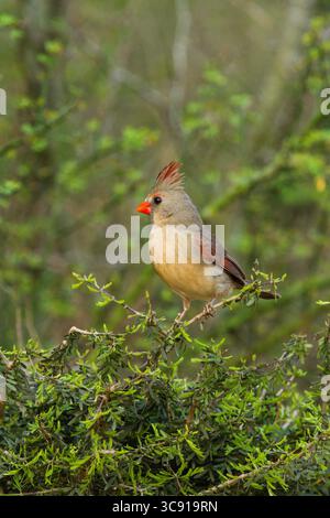 14 mars 2011, Édimbourg, Texas, États-Unis : le cardinal du Nord, Cardinalis cardinalis, se trouve aux États-Unis, au Mexique, au Belize et au Guatemala. Il mange principalement des graines, mais aussi des insectes et quelques fruits. Il fourrage généralement sur le sol. (Crédit image : © Jon G. Fuller/VW pics via ZUMA Wire) Banque D'Images