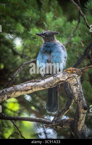 4 août 2019, Utah, États-Unis : Cyanocitta stelleri, dans la forêt nationale Ashely sur le versant sud des monts Uinta dans le nord de l'Utah, États-Unis également connu sous le nom de Jay à crête longue, Mountain Jay et Pine Jay. Il est originaire de l'ouest de l'Amérique du Nord. Cet oiseau particulier est la sous-espèce Cyanocitta stelleri macrolopha. (Crédit image : © Jon G. Fuller/VW pics via ZUMA Wire) Banque D'Images