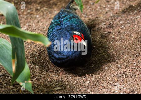 10 mars 2018, Salt Lake City, Utah, États-Unis : le faisan d'Edwards, Lophura edwardsi, est originaire du Viet Nam et est considéré comme en danger critique d'extinction. Il est peut-être déjà éteint dans la nature. (Crédit image : © Jon G. Fuller/VW pics via ZUMA Wire) Banque D'Images