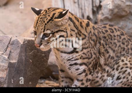 11 janvier 2021, Tucson, Arizona, États-Unis : L'Ocelot, Leopardus pardalis, est originaire du sud-ouest des États-Unis, en passant par le Mexique et l'Amérique centrale et du Sud. (Crédit image : © Jon G. Fuller/VW pics via ZUMA Wire) Banque D'Images