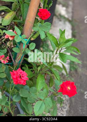 Fleurs rouges poussant dans un pot de jardin. Banque D'Images