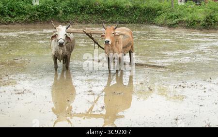 Deux bœufs sont attelés ensemble dans une rizière remplie d'eau, prêts pour le labour traditionnel. Leurs reflets ondulent dans l'eau boueuse. Banque D'Images