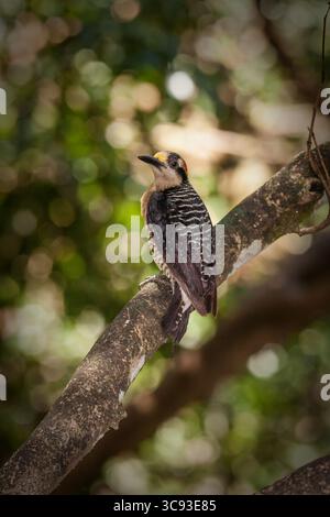 20 juin 2010, Muelle San Carlos, province d'Alajuela, Costa Rica : le pic à joues noires, Melanerpes pucherani, est trouvé du sud-est du Mexique à l'Équateur. Il mange principalement des insectes. (Crédit image : © Jon G. Fuller/VW pics via ZUMA Wire) Banque D'Images