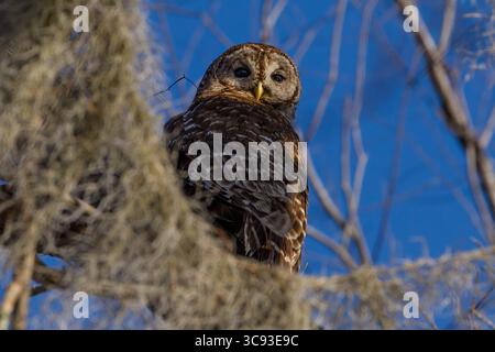 7 mars 2013, Louisiane, États-Unis : une chouette barrée repose dans un arbre dans le bassin d'Atchafalya dans le sud de la Louisiane, États-Unis. Les chouettes barrées sont principalement nocturnes et dorment habituellement pendant la journée. (Crédit image : © Jon G. Fuller/VW pics via ZUMA Wire) Banque D'Images