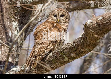 7 mars 2013, Louisiane, États-Unis : une chouette barrée repose dans un arbre dans le bassin d'Atchafalya dans le sud de la Louisiane, États-Unis. Les chouettes barrées sont principalement nocturnes et dorment habituellement pendant la journée. (Crédit image : © Jon G. Fuller/VW pics via ZUMA Wire) Banque D'Images
