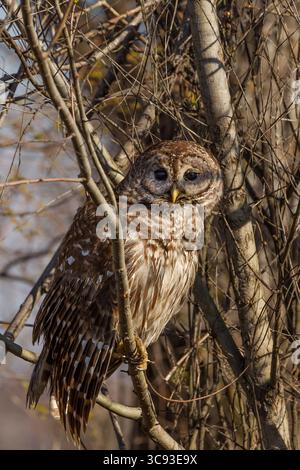 7 mars 2013, Louisiane, États-Unis : une chouette barrée repose dans un arbre dans le bassin d'Atchafalya dans le sud de la Louisiane, États-Unis. Les chouettes barrées sont principalement nocturnes et dorment habituellement pendant la journée. (Crédit image : © Jon G. Fuller/VW pics via ZUMA Wire) Banque D'Images