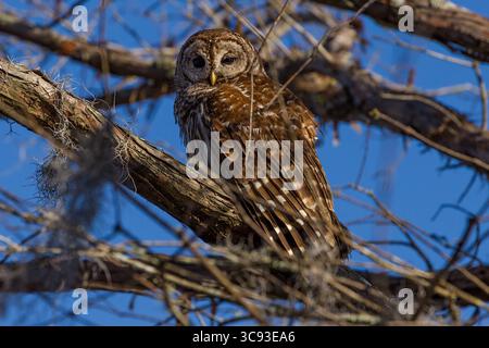 7 mars 2013, Louisiane, États-Unis : une chouette barrée repose dans un arbre dans le bassin d'Atchafalya dans le sud de la Louisiane, États-Unis. Les chouettes barrées sont principalement nocturnes et dorment habituellement pendant la journée. (Crédit image : © Jon G. Fuller/VW pics via ZUMA Wire) Banque D'Images