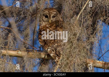 7 mars 2013, Louisiane, États-Unis : une chouette barrée repose dans un arbre dans le bassin d'Atchafalya dans le sud de la Louisiane, États-Unis. Les chouettes barrées sont principalement nocturnes et dorment habituellement pendant la journée. (Crédit image : © Jon G. Fuller/VW pics via ZUMA Wire) Banque D'Images
