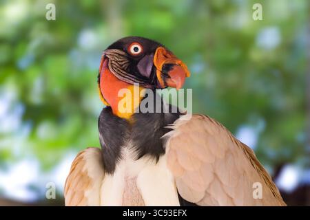 29 septembre 2016, Paramaribo, Province de Paramaribo, Suriname : le roi Vulture, Sarcoramphus papa, est un grand oiseau charneur trouvé à travers les forêts tropicales de plaine d'Amérique centrale et du Sud. Zoo de Paramaribo, Paramaribo, Suriname. (Crédit image : © Jon G. Fuller/VW pics via ZUMA Wire) Banque D'Images