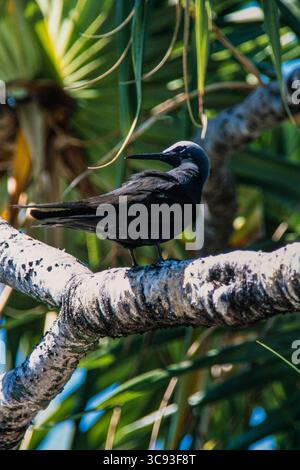 12 février 2021, Heron Island, Queensland, Australie : Noddy à tête blanche ou Noddy Noddy Terns, Anous minutus, niche par milliers sur Heron Island, Grande barrière de corail, Australie. (Crédit image : © Jon G. Fuller/VW pics via ZUMA Wire) Banque D'Images