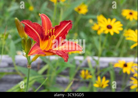 Lys orangés (Hemerocallis fulva) Banque D'Images