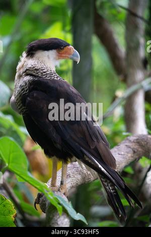 3 août 2018, Tuxtla Gutierrez, Chiapas, Mexique : le Caracara à crête nord, Caracara cheriway, se trouve du sud du Texas au nord de l'Amérique du Sud. C'est souvent un charcutier et on peut le voir chasser au sol, à pied. (Crédit image : © Jon G. Fuller/VW pics via ZUMA Wire) Banque D'Images