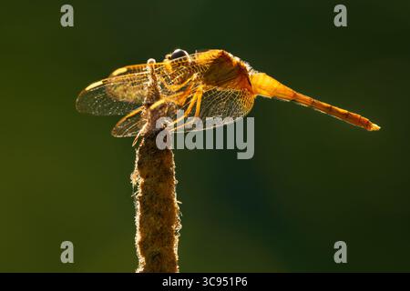 Écumeur écarlate ou marais de Ruddy ou écumeur oriental Crocothemis servilia libellulide, originaire de l'Asie de l'est et du Sud-est, introduite à Ja Banque D'Images