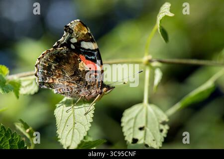 Papillon Adminral (Vanessa atalanta) vue latérale reposant sur la feuille verte à la lumière du soleil, papillon noir et rouge de macro latérale Banque D'Images