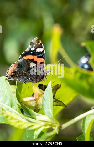 Papillon Adminral (Vanessa atalanta) vue latérale reposant sur la feuille verte à la lumière du soleil, papillon noir et rouge de macro latérale Banque D'Images
