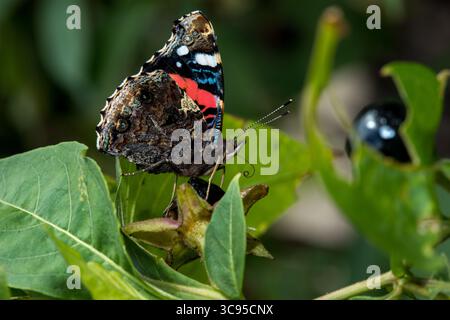 Papillon Adminral (Vanessa atalanta) vue latérale reposant sur la feuille verte à la lumière du soleil, papillon noir et rouge de macro latérale Banque D'Images