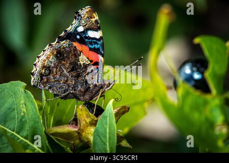 Papillon Adminral (Vanessa atalanta) vue latérale reposant sur la feuille verte à la lumière du soleil, papillon noir et rouge de macro latérale Banque D'Images