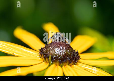 abeille mouillée s'accroche au cœur d'une fleur sauvage jaune, abeille mouillée après une forte pluie séchant à la lumière du soleil sur la fleur jaune gros plan vue de face Banque D'Images