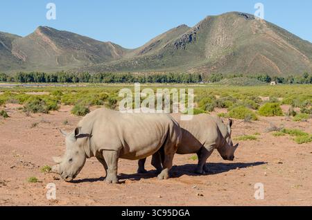 Deux rhinocéros blancs se tiennent dans une zone sèche et ouverte d'un parc safari dans le Cap occidental, en Afrique du Sud, sous un ciel dégagé. Banque D'Images